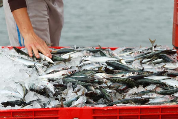 Fishing Industry